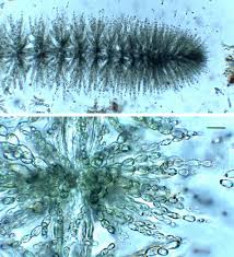 Attēlu rezultāti vaicājumam “Batrachospermum moniliforme”
