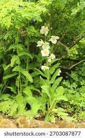 Image result for Meconopsis betonicifolia alba