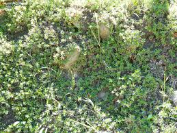 Attēlu rezultāti vaicājumam “Exobasidium uvae-ursi”