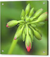 Attēlu rezultāti vaicājumam “Geranium pratense bud”