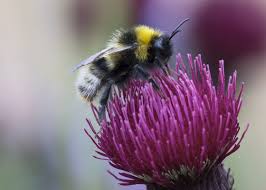 Attēlu rezultāti vaicājumam “Psithyrus sylvestris”
