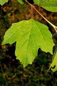 Attēlu rezultāti vaicājumam “Viburnum opulus leaf”