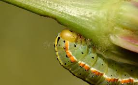 Attēlu rezultāti vaicājumam “Ceramica pisi”