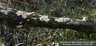 Attēlu rezultāti vaicājumam “Stereum rugosum”