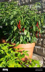 Afbeeldingsresultaat voor turkish cayenne hot pepper