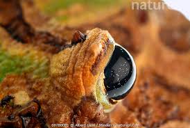 Image result for Ceratophrys ornata