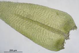 Attēlu rezultāti vaicājumam “Isothecium myosuroides”