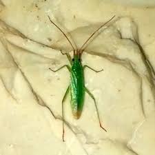 Attēlu rezultāti vaicājumam “Phytocoris tiliae imago”