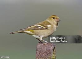 Attēlu rezultāti vaicājumam “Fringilla coelebs female”