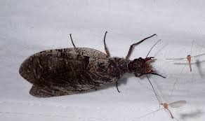 Attēlu rezultāti vaicājumam “Megaloptera”