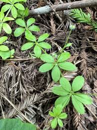 Attēlu rezultāti vaicājumam “Galium triflorum leaf”