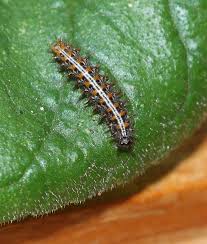 Attēlu rezultāti vaicājumam “Argynnis paphia larva”