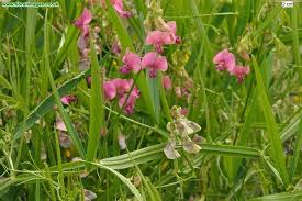 Attēlu rezultāti vaicājumam “Lathyrus sylvestris fruit”