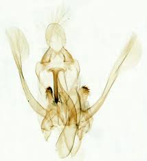 Attēlu rezultāti vaicājumam “Hypatima rhomboidella”