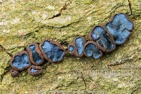 Attēlu rezultāti vaicājumam “Bulgaria inquinans”