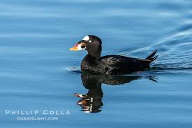 Image result for Melanitta perspicillata