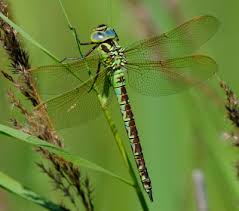 Attēlu rezultāti vaicājumam “Aeshna viridis”