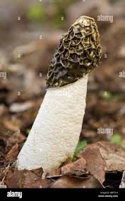 Attēlu rezultāti vaicājumam “Phallus impudicus”