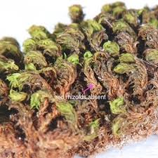 Attēlu rezultāti vaicājumam “Orthotrichum speciosum sporophyte”