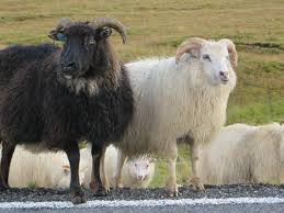 Attēlu rezultāti vaicājumam “Ovis aries”