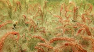 Attēlu rezultāti vaicājumam “Myriophyllum alterniflorum”