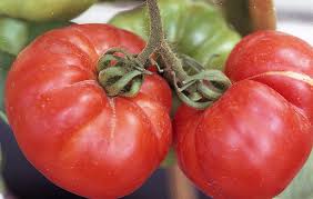 Attēlu rezultāti vaicājumam “Viola canina fruit”