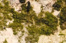 Attēlu rezultāti vaicājumam “Pertusaria flavida”