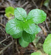 Attēlu rezultāti vaicājumam “Linnaea borealis fruit”