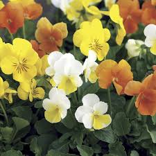 Image result for Viola cornuta