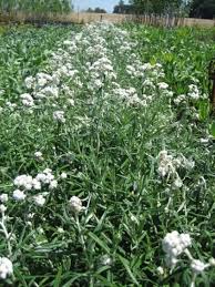 Attēlu rezultāti vaicājumam “Anaphalis margaritacea flower”