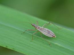 Attēlu rezultāti vaicājumam “Nabis limbatus”