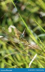 Attēlu rezultāti vaicājumam “Aricia artaxerxes  underside”