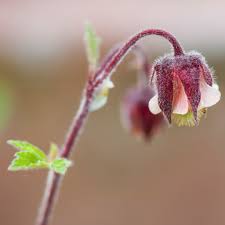 Attēlu rezultāti vaicājumam “Geum rivale bud”