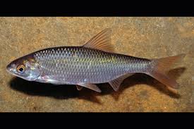 Image result for Rutilus rutilus