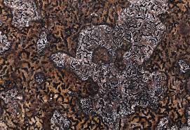 Attēlu rezultāti vaicājumam “Opegrapha rufescens”