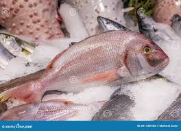 Image result for Dentex dentex