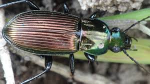 Attēlu rezultāti vaicājumam “Poecilus lepidus”