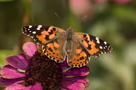 Attēlu rezultāti vaicājumam “Vanessa cardui”