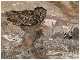 Attēlu rezultāti vaicājumam “Bubo bubo adult”