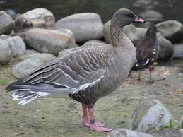 Attēlu rezultāti vaicājumam “Anser brachyrhynchus”