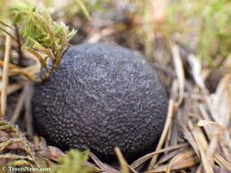 Attēlu rezultāti vaicājumam “Daldinia concentrica”