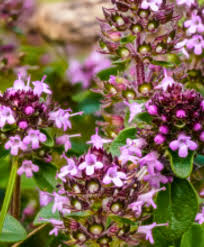 Attēlu rezultāti vaicājumam “Thymus serpyllum”