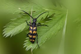 Attēlu rezultāti vaicājumam “Leptura quadrifasciata”