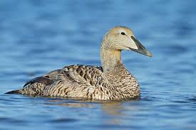 Attēlu rezultāti vaicājumam “Somateria mollissima”