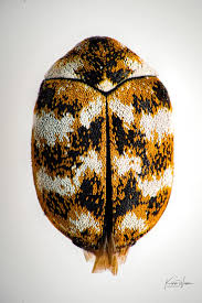 Attēlu rezultāti vaicājumam “Anthrenus verbasci”