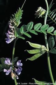 Attēlu rezultāti vaicājumam “Vicia sepium flower”