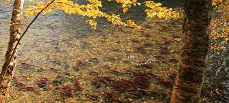 Image result for Leek Park B C