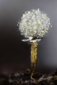 Attēlu rezultāti vaicājumam “Physarum murinum spores”