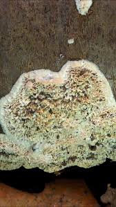 Attēlu rezultāti vaicājumam “Postia undosa”