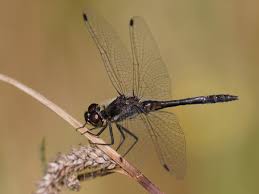 Attēlu rezultāti vaicājumam “Sympetrum danae”